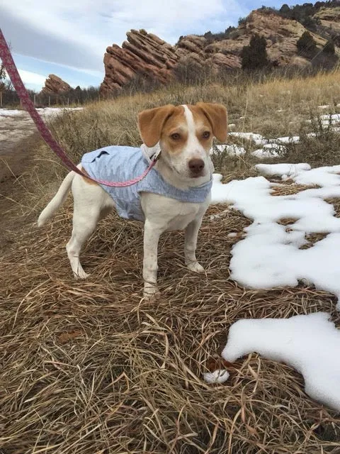 Dog Raincoat