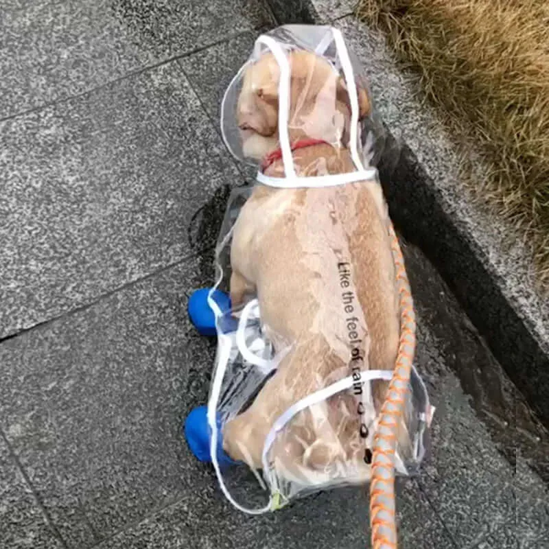 Raincoat for Small Dogs